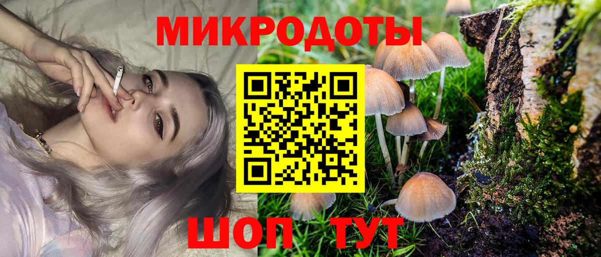 Псилоцибиновые грибы Psilocybe Мурманск